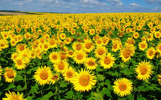 Los Girasoles Se Miran Entre Si Cuando No Hay Sol
