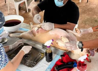 Campaña de esterilización de mascotas en Madero