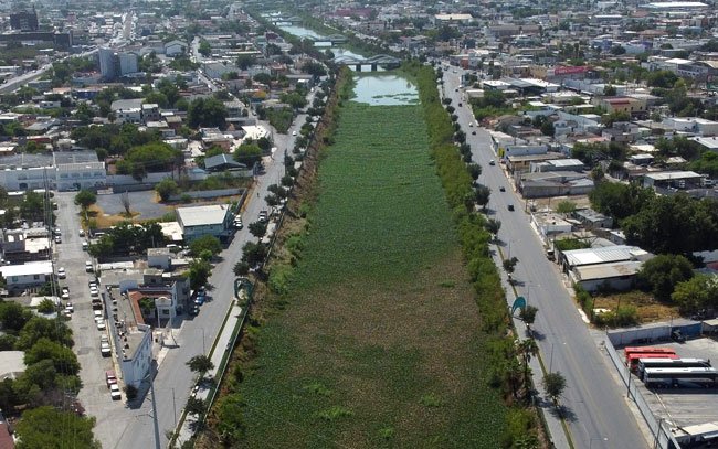 Lirio acuático cubre ya de puente a puente - Primera Vuelta Noticias