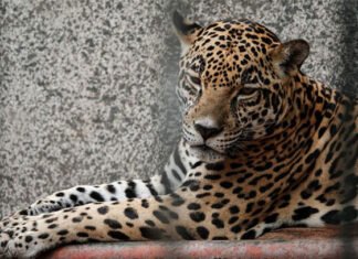 Luchan activistas contra la extinción del jaguar