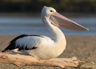 Gripe aviar provoca la muerte decenas de pelicanos en Honduras