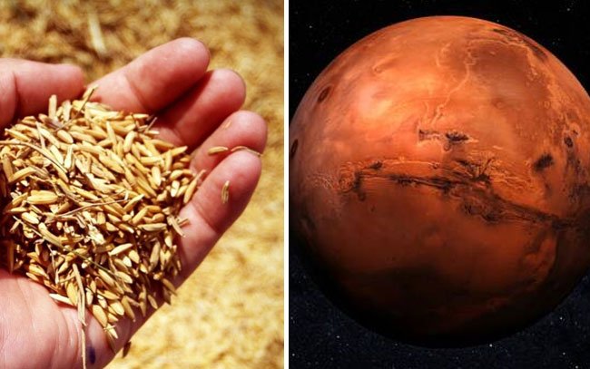 Buscan cultivar un nuevo tipo de arroz modificado en el suelo de Marte