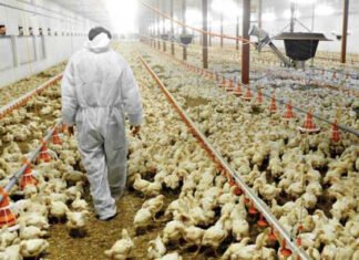 Sacrifican 5.8 millones de pollos en EU para controlar gripe aviar